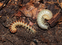 Semionellus placidus