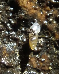 Carychium stygium
