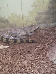 Crocodylus mindorensis