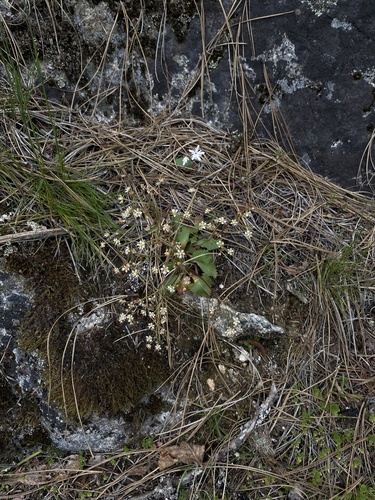 Idaho Saxifrage (Micranthes idahoensis)