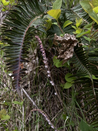 Ozomelis stauropetala, photograph 4