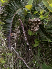 Ozomelis stauropetala, photograph Daniel Kennedy, CC BY, iNaturalist via GBIF