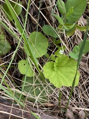Ozomelis stauropetala, photograph Daniel Kennedy, CC BY, iNaturalist via GBIF