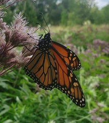 Danaus plexippus