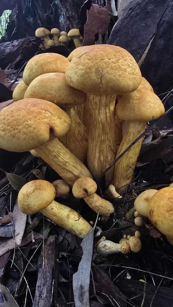 Gymnopilus junonius · April 2025 · photo: © xanthosia (iNaturalist, cc-by)