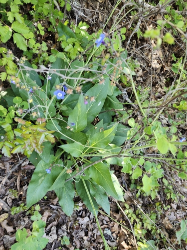 iNaturalist observation photo of Pacific hound's tongue