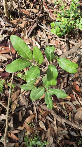 Cupaniopsis anacardioides