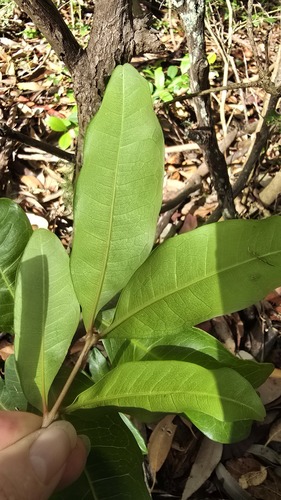 Cupaniopsis anacardioides