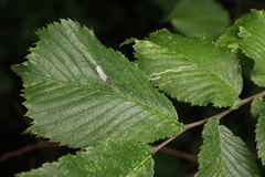 Stigmella ulmivora