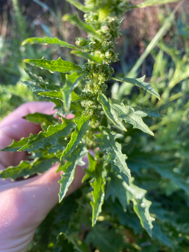 iNaturalist observation photo of California Goosefoot