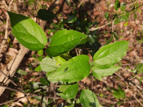 Ceylon Clematis (Clematis zeylanica)