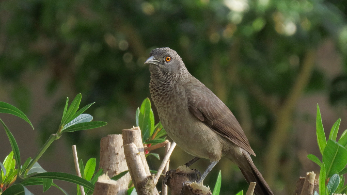 Brown Babbler (Turdoides plebejus)