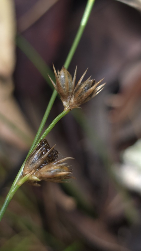 Juncus homalocaulis (Juncus homalocaulis)