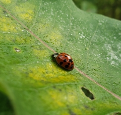 Harmonia axyridis