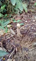 Agaricomycetes