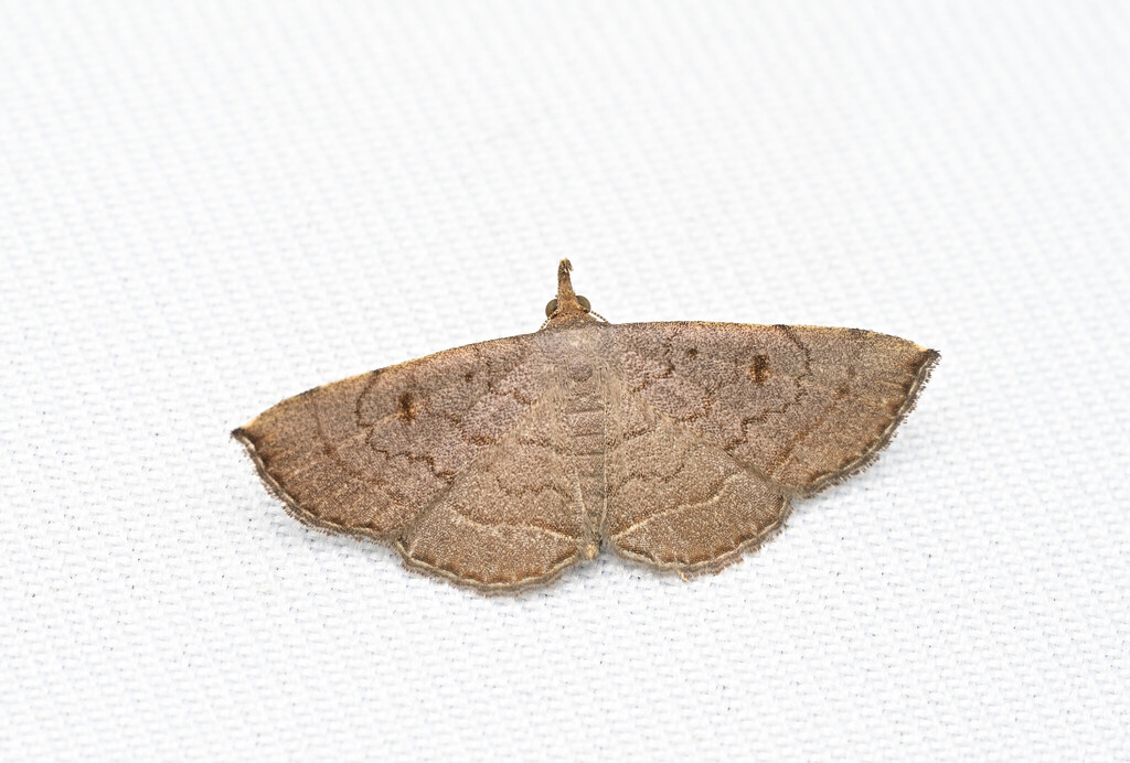 Paracolax fentoni