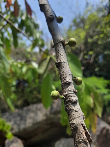 sea fig (Ficus superba)
