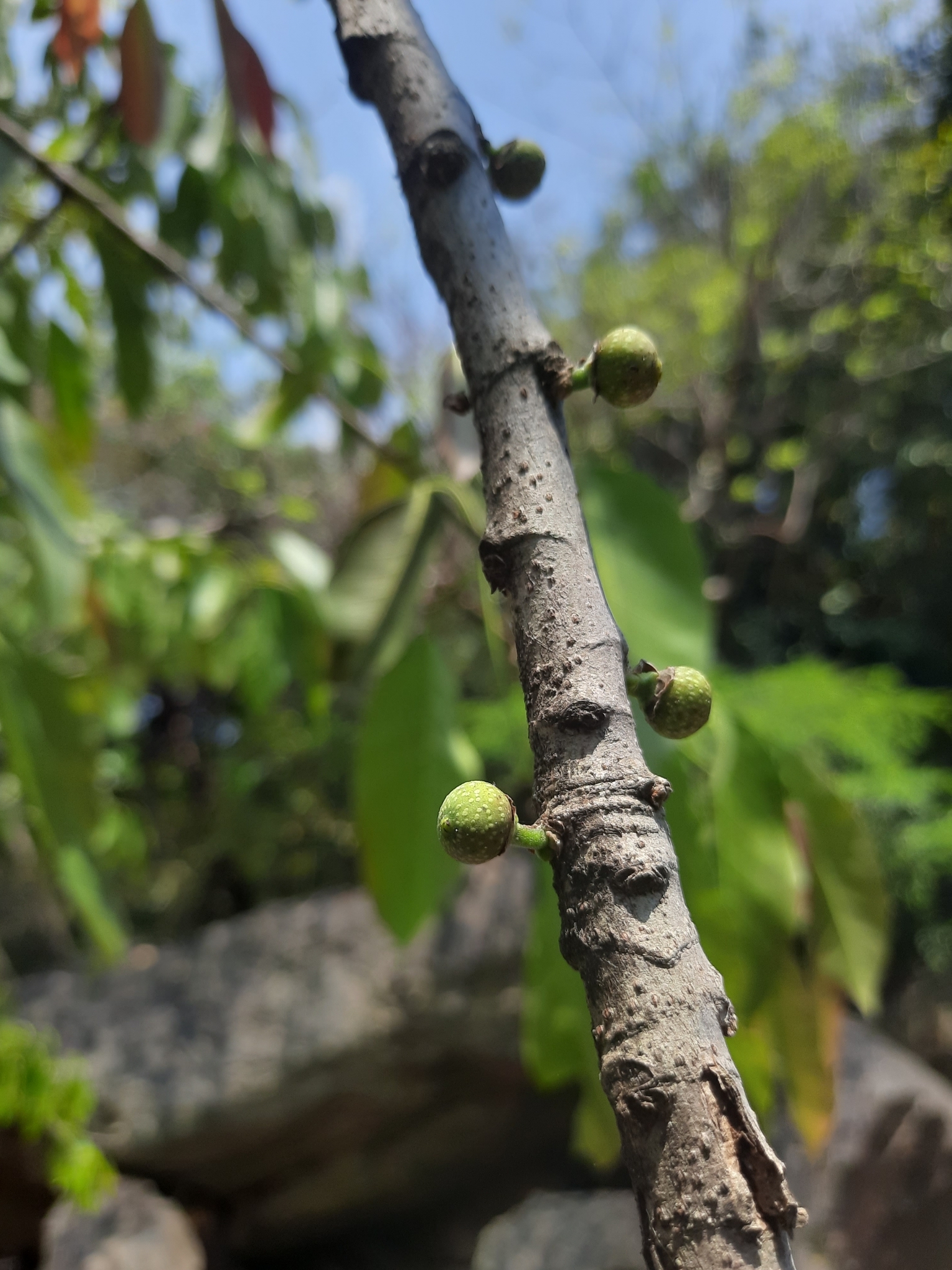 Cedar Fig (Ficus superba Henneana)