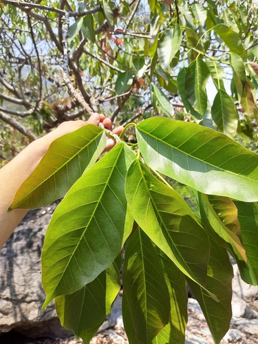 Ficus superba, photograph 2