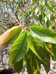 Ficus superba, photograph author not stated, no rights reserved