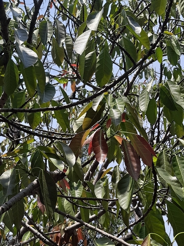 Image of Ficus superba by no rights reserved