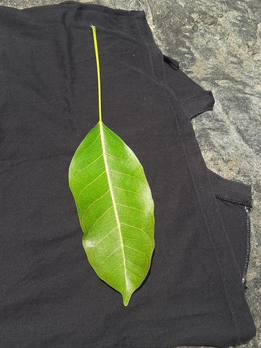 Ficus superba, photograph 4