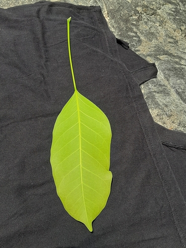 Ficus superba, photograph 5