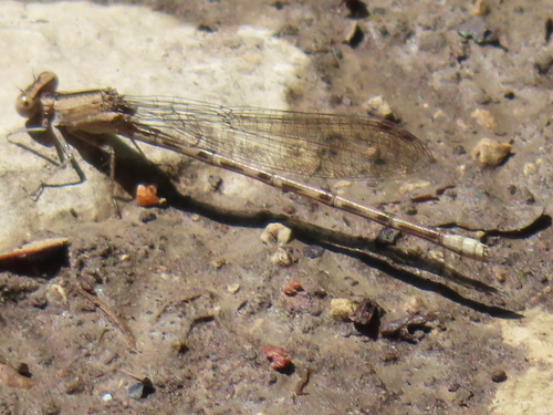 Argia immunda