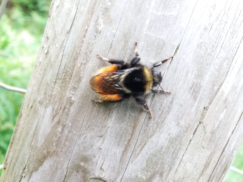 Mountain Bumble Bee