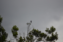 Chelidoptera tenebrosa