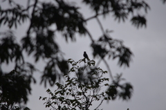 Chelidoptera tenebrosa