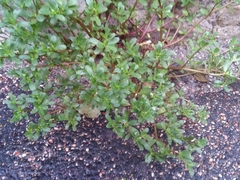 Portulaca oleracea