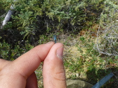 Coenagrion interrogatum