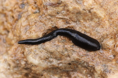 Haemopis sanguisuga