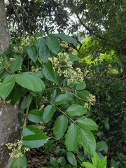 African walnut (Heynea trijuga)