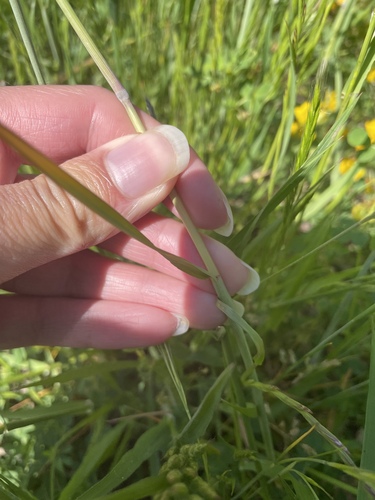 Image of Meadow Barley (Hordeum brachyantherum) by no rights reserved