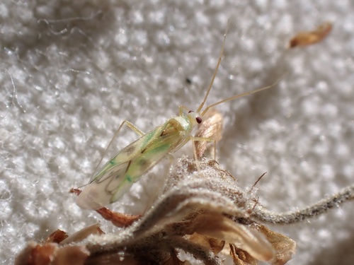 iNaturalist observation photo of Paraproba hamata
