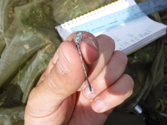 Coenagrion interrogatum