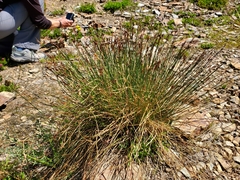 Juncus drummondii
