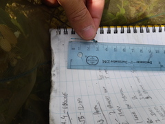 Coenagrion interrogatum