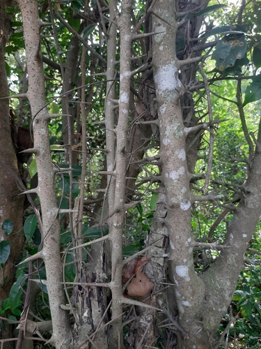 Image of Scolopia Crenata (Scolopia crenata) by no rights reserved