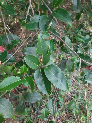 Image of Scolopia Crenata (Scolopia crenata) by no rights reserved