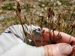 Juncus drummondii