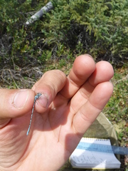 Coenagrion interrogatum