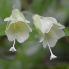 Epilobium luteum