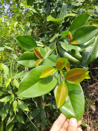 Andi (Carallia brachiata)