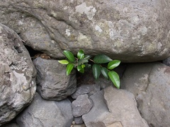 Securinega durissima