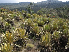 Espeletia occidentalis