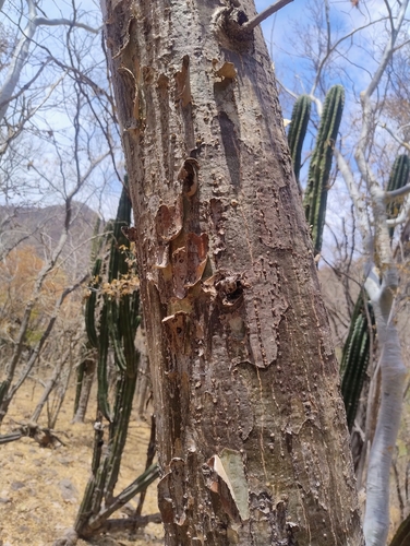 Pseudobombax palmeri