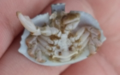 Cryptolithodes sitchensis